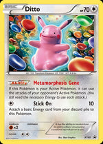 xy40-ditto