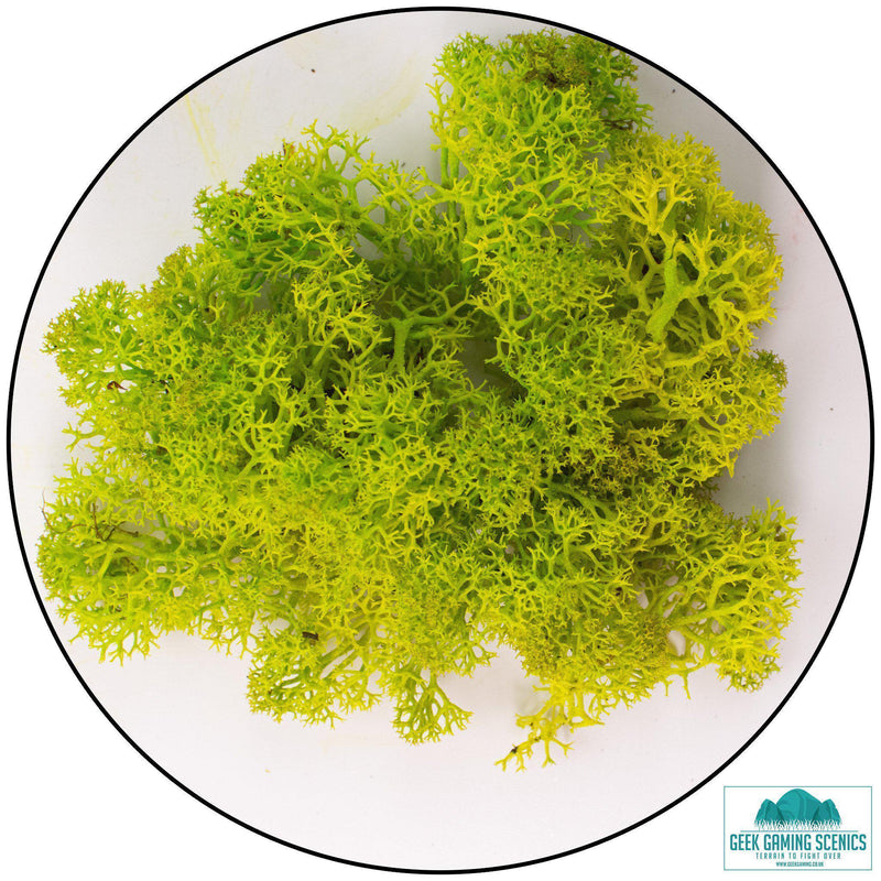 Lichen