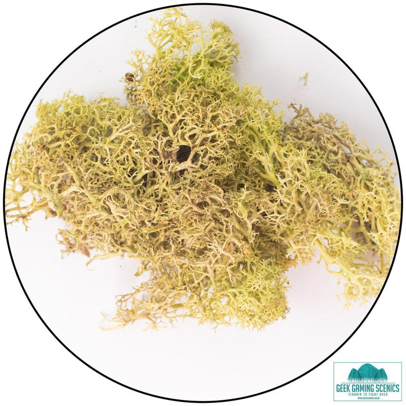 Lichen